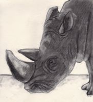 Rhino